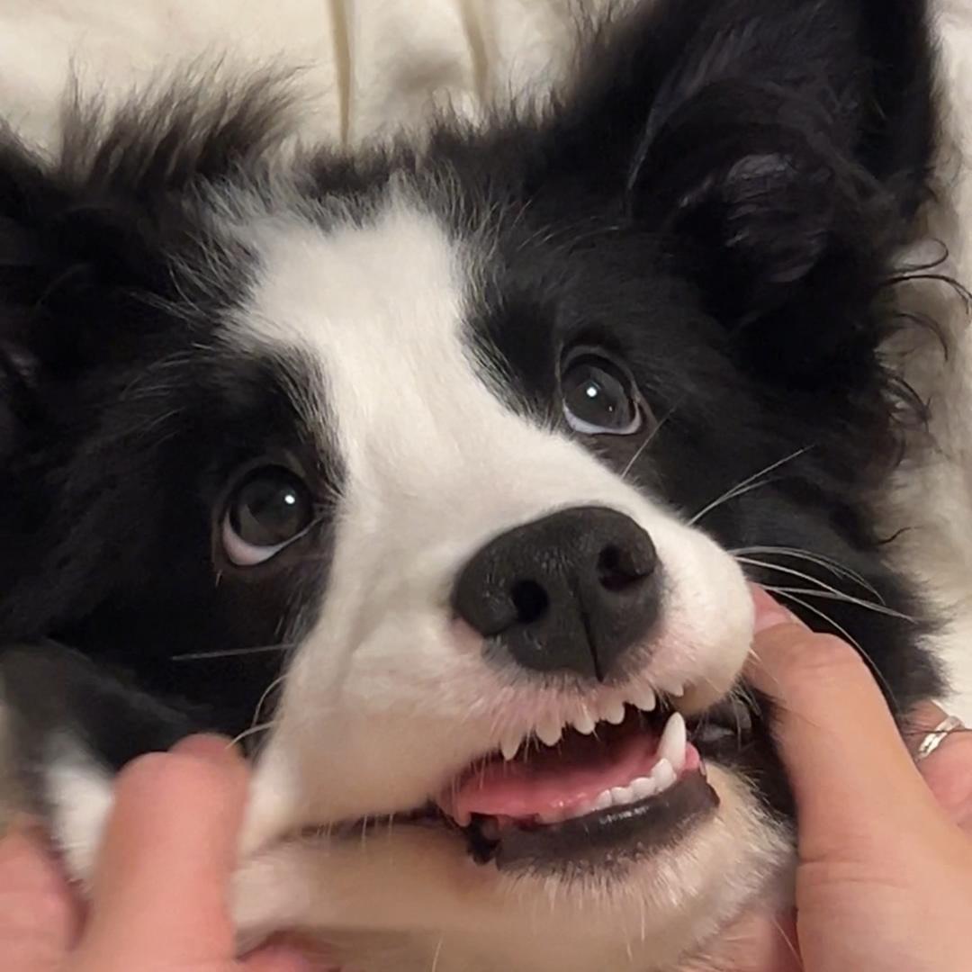 养只小猫叫蛋挞