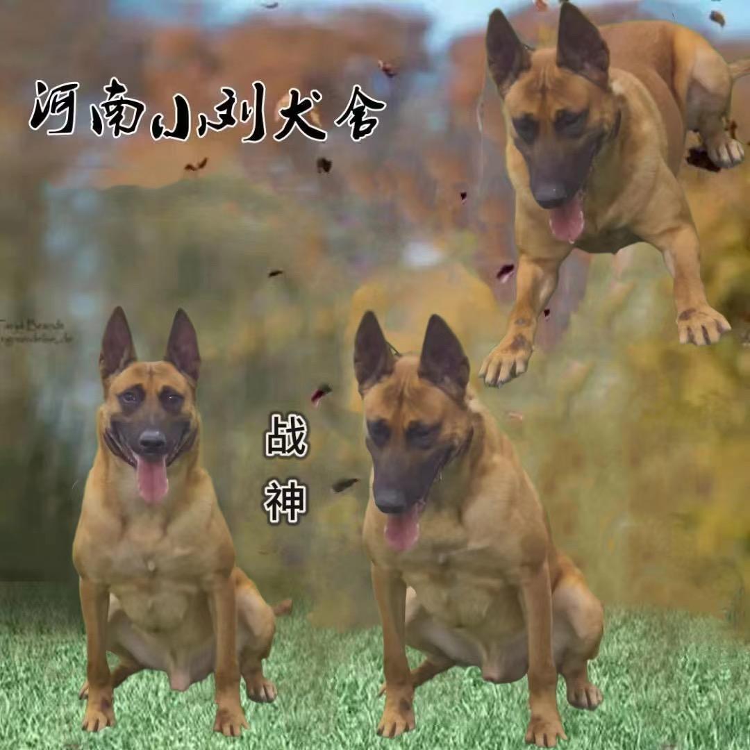 河南小刘马犬繁训基地