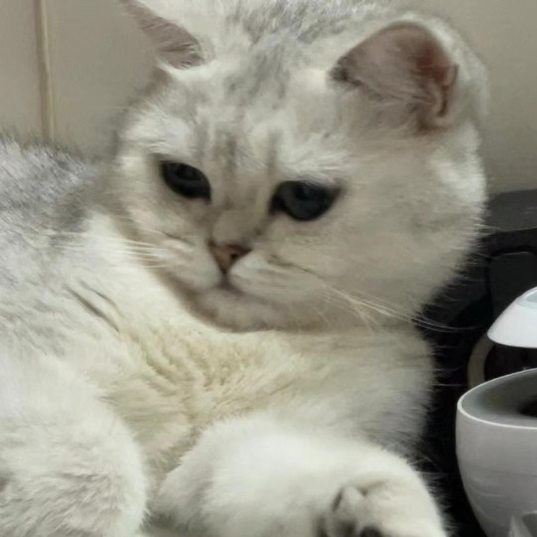 悲伤加仑乌龙茶