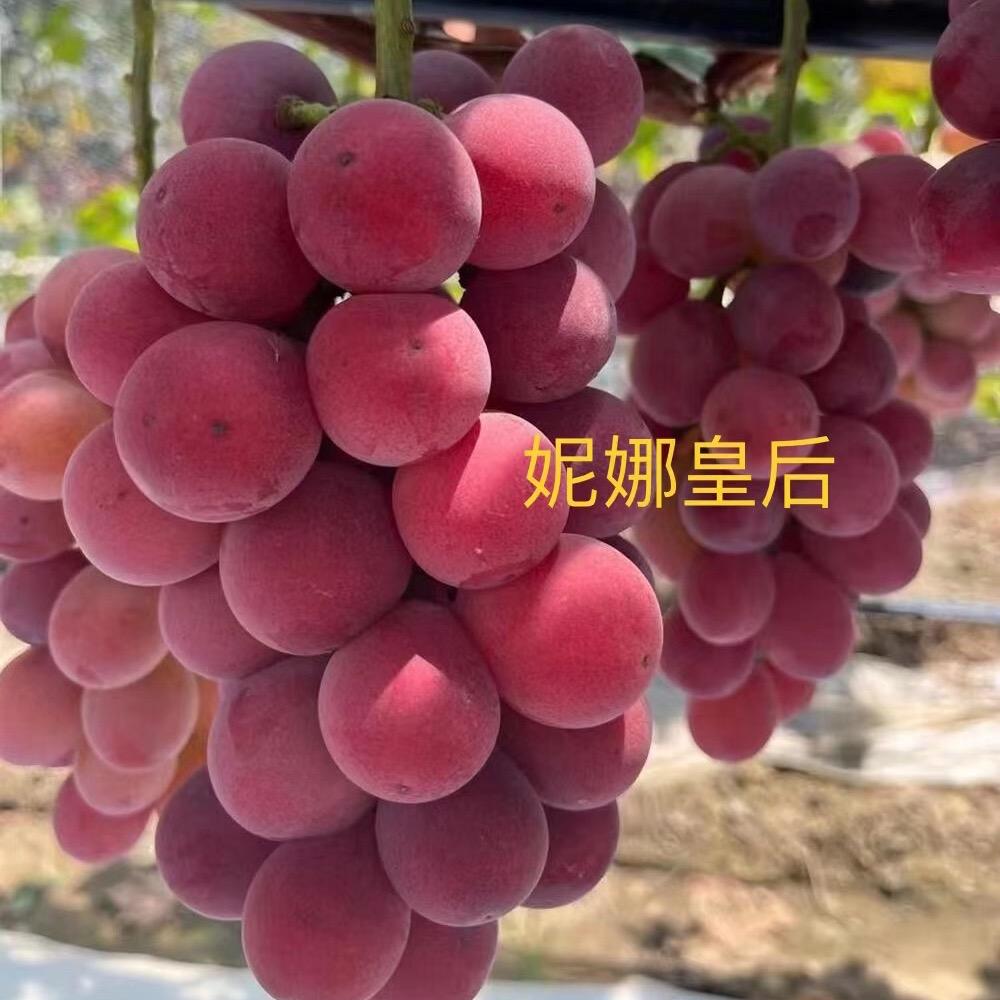 兴城市李爽葡萄苗木繁育基地