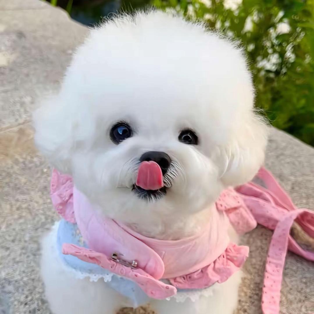 欢喜宠物的小家