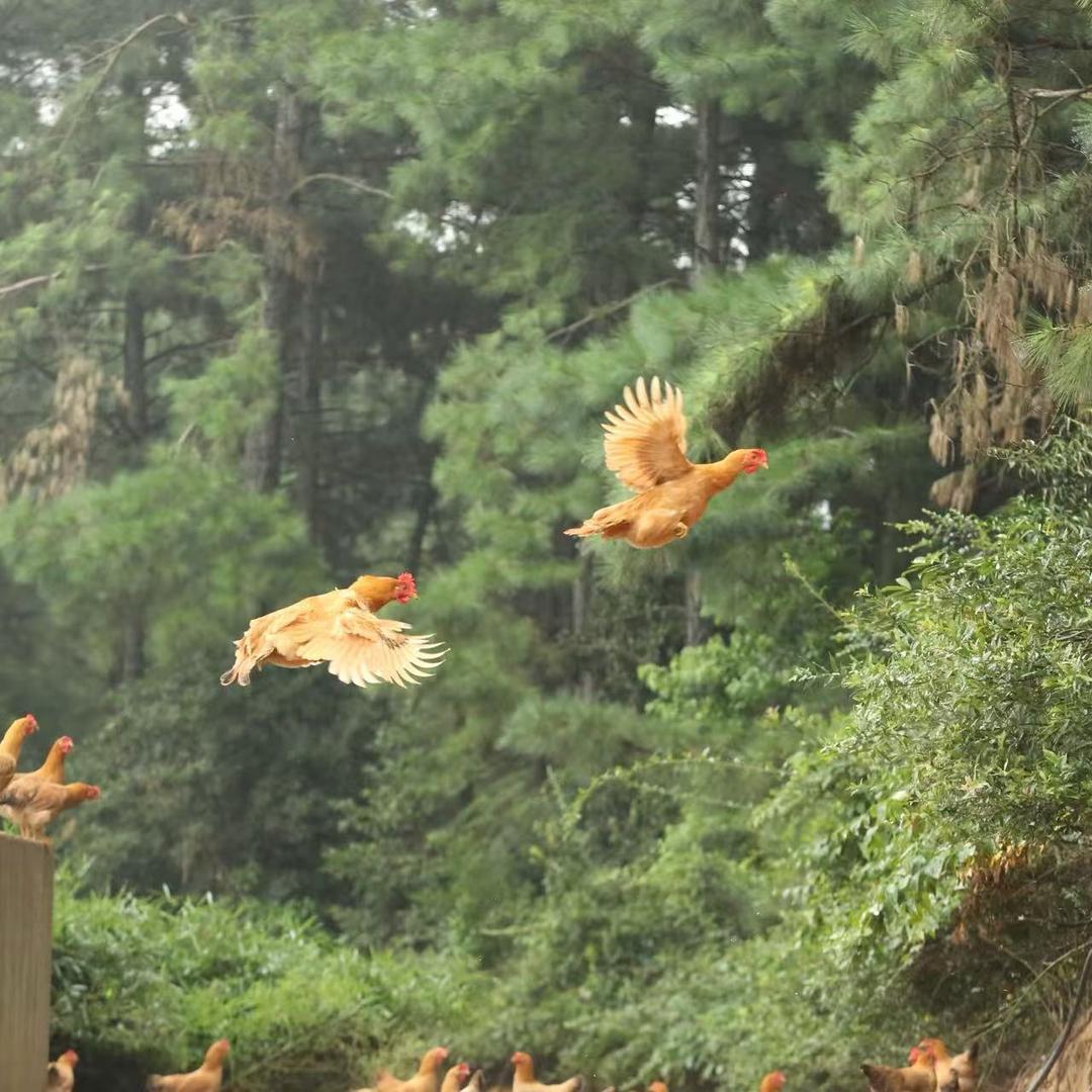 小刘土鸡蛋