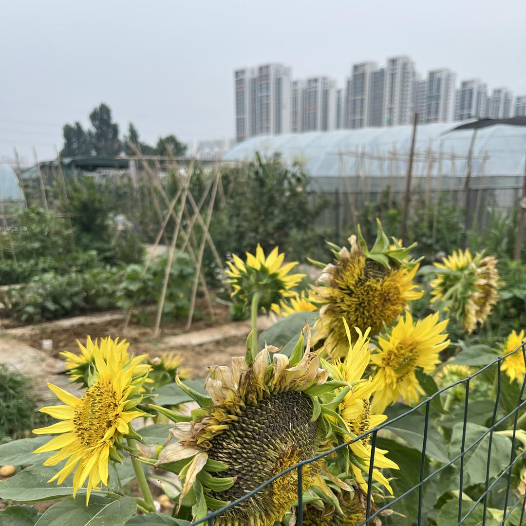 河北中科豪麦农业科技