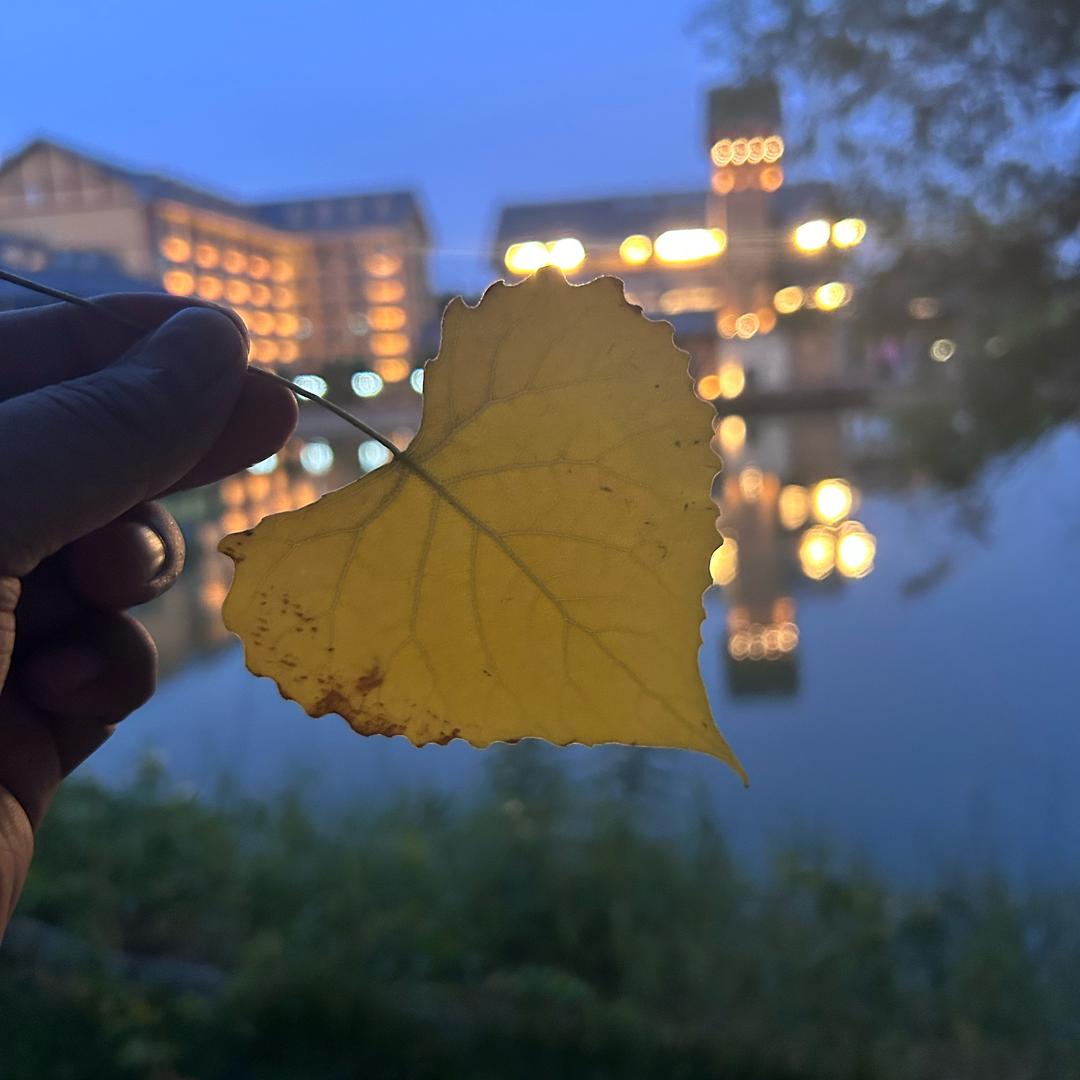 小黑黑