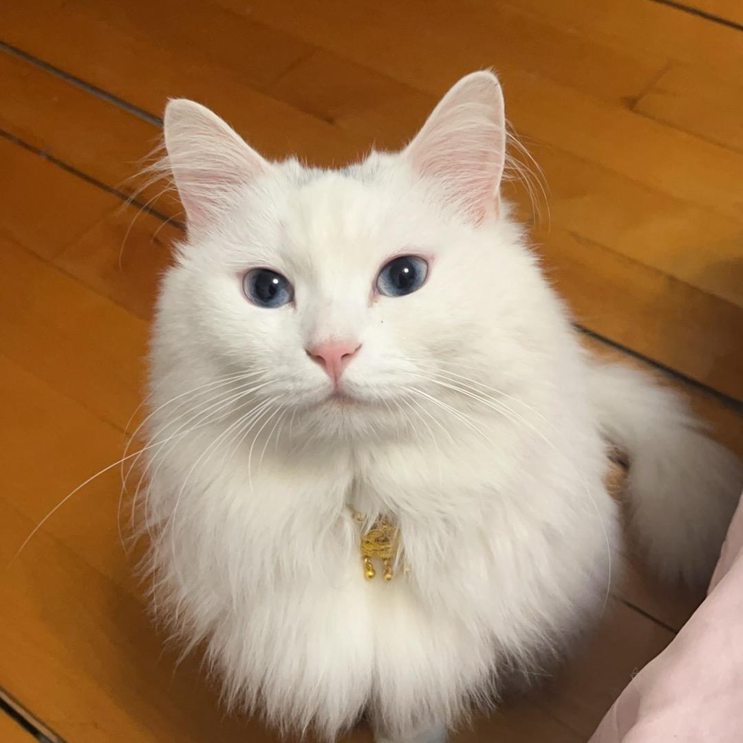 🌈好柿花生猫🐱