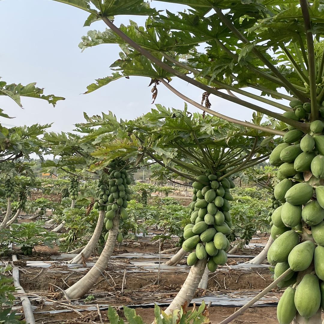 顺百味生鲜农产品