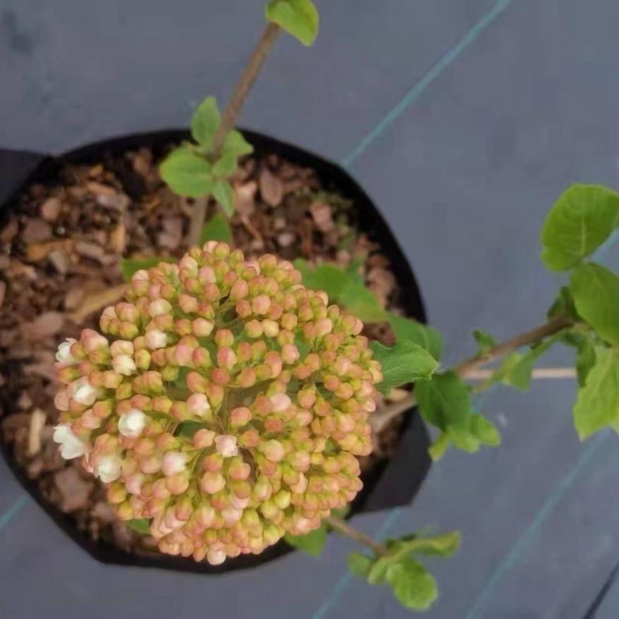 斗球花卉2