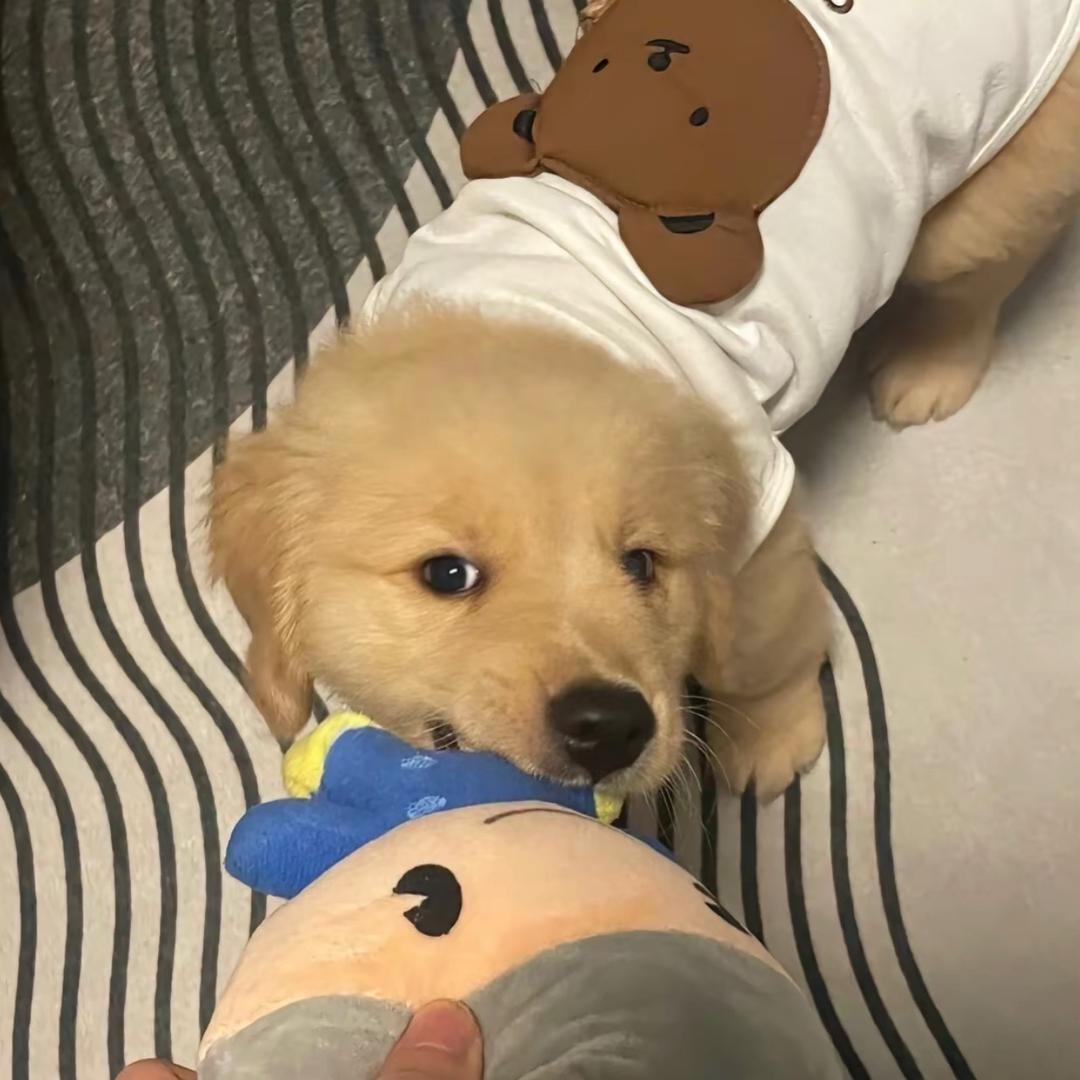 行走江湖的狗狗侠