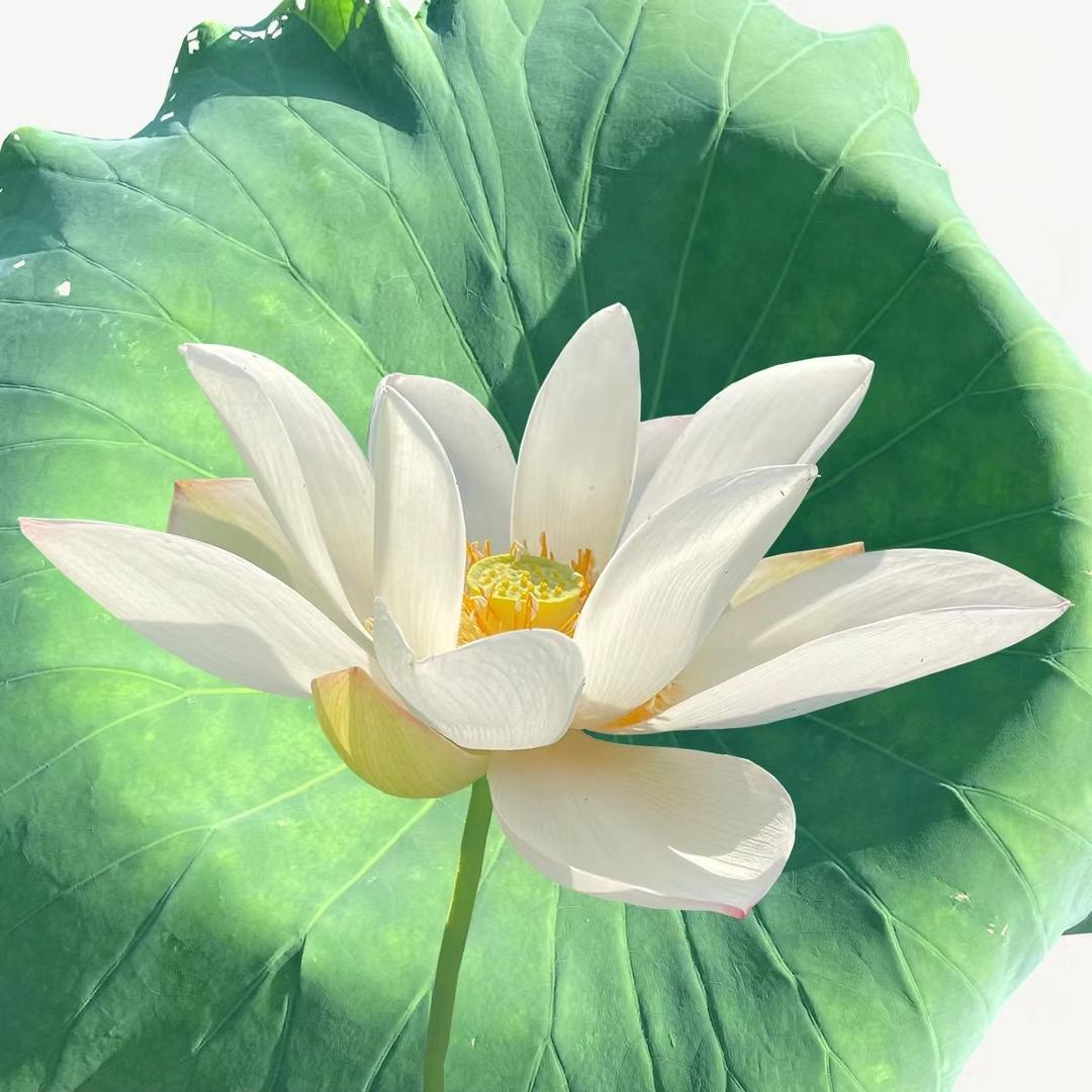 吃肉不吃刀