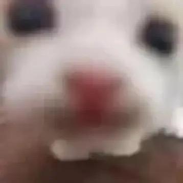 闪光蓝白条