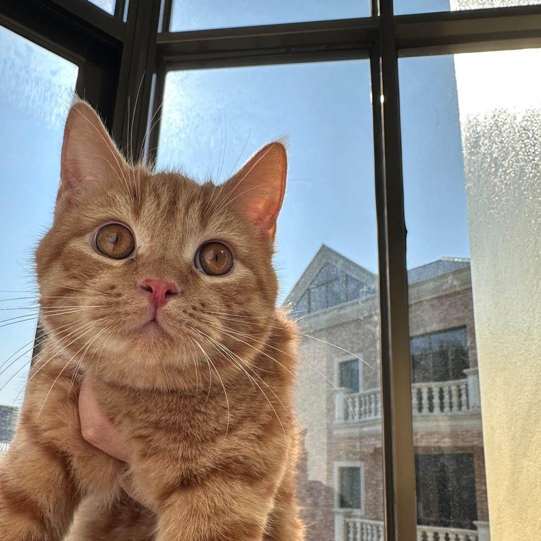 rich7的养猫日记