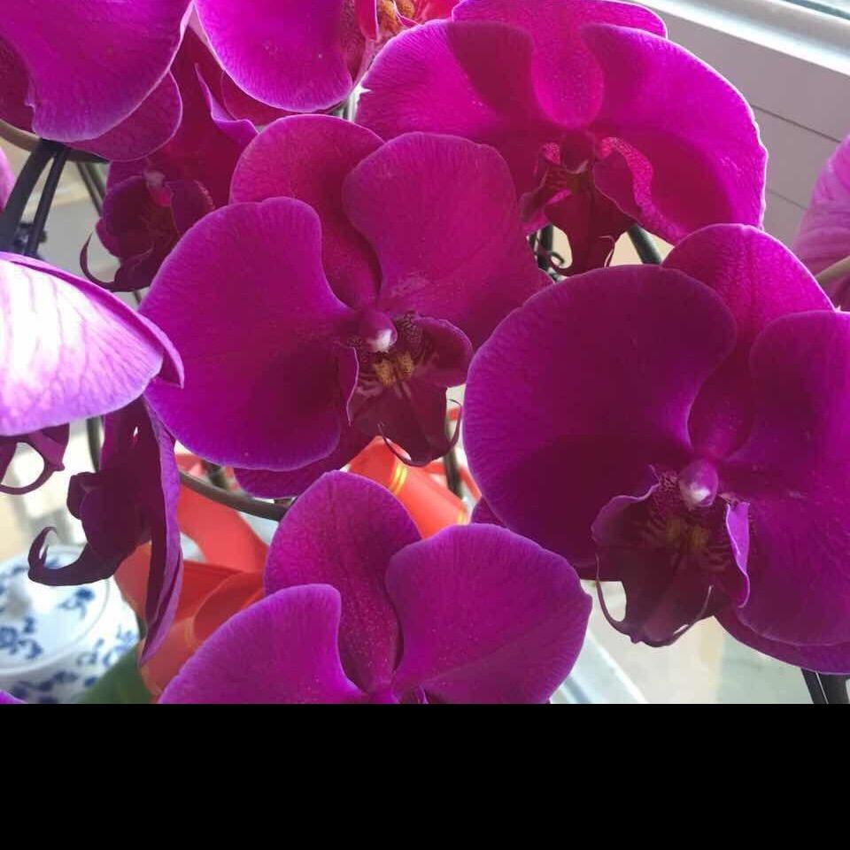 小月月（悦已悦人拒绝私聊）