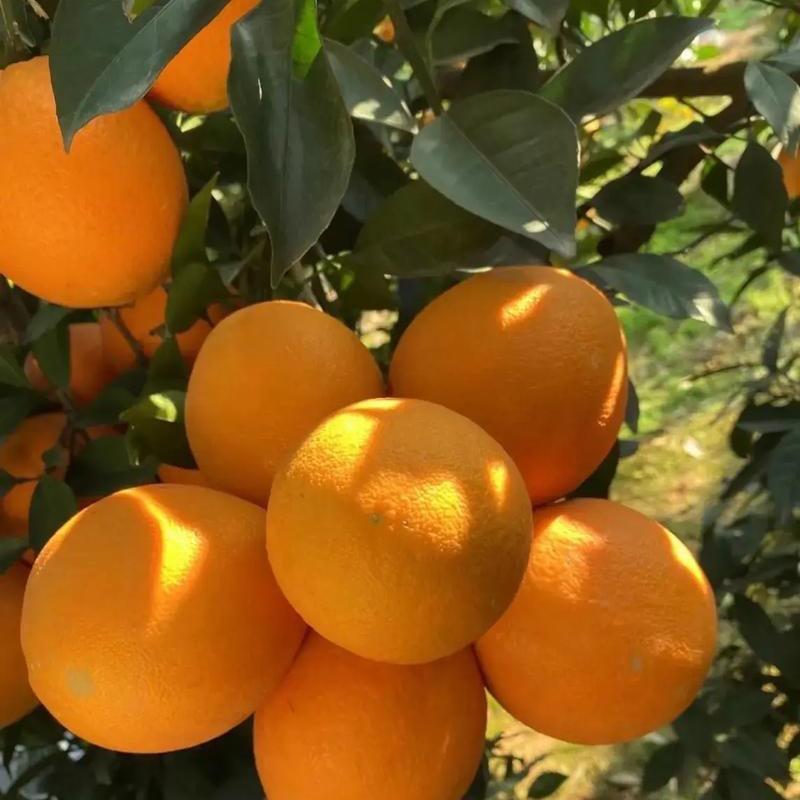 🍊鲜果橙橙