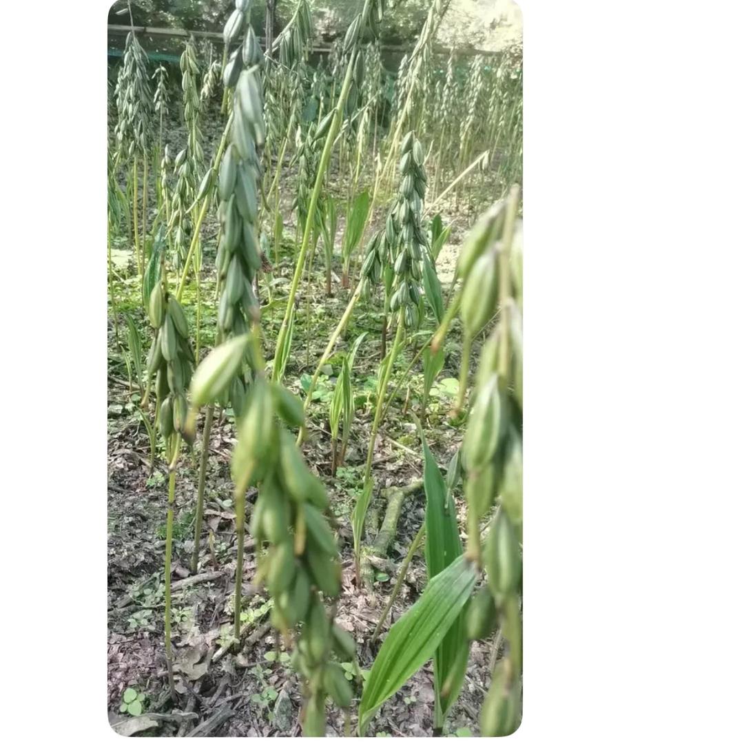 世界上最贵的植物，<毛慈菇>