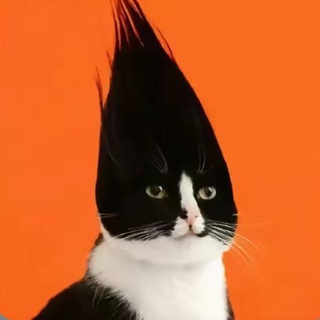 提提是猫