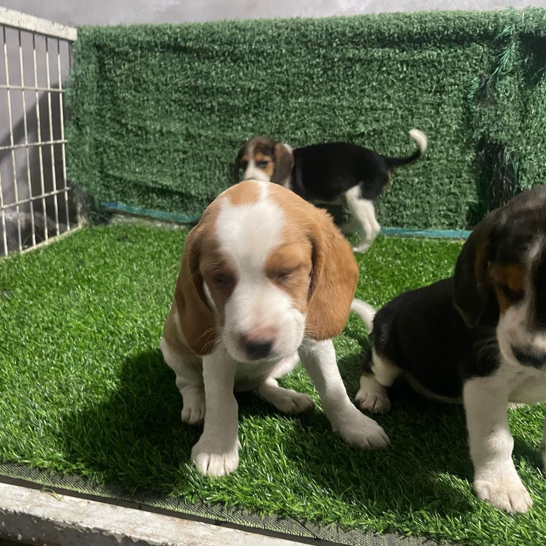 比格犬舍