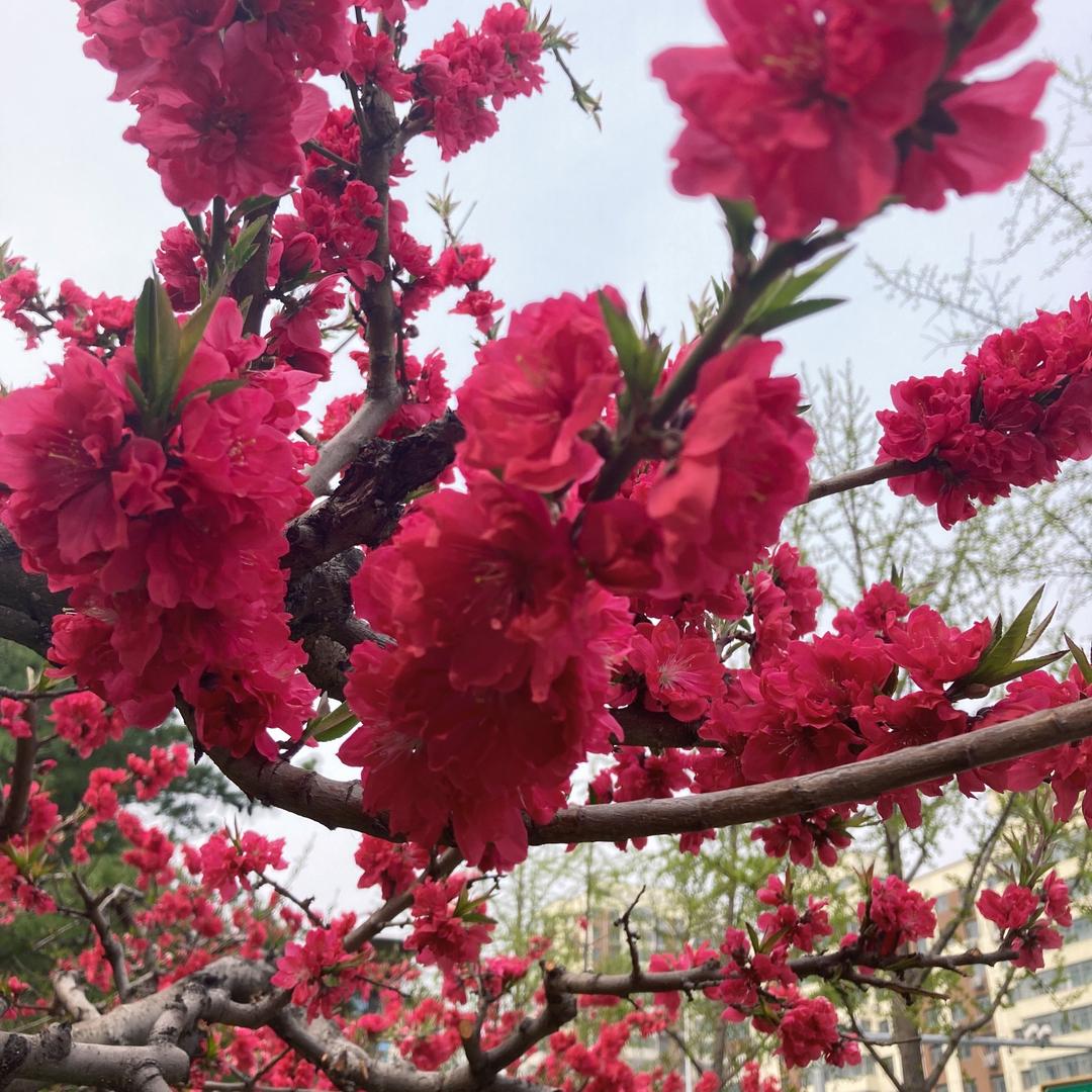 福