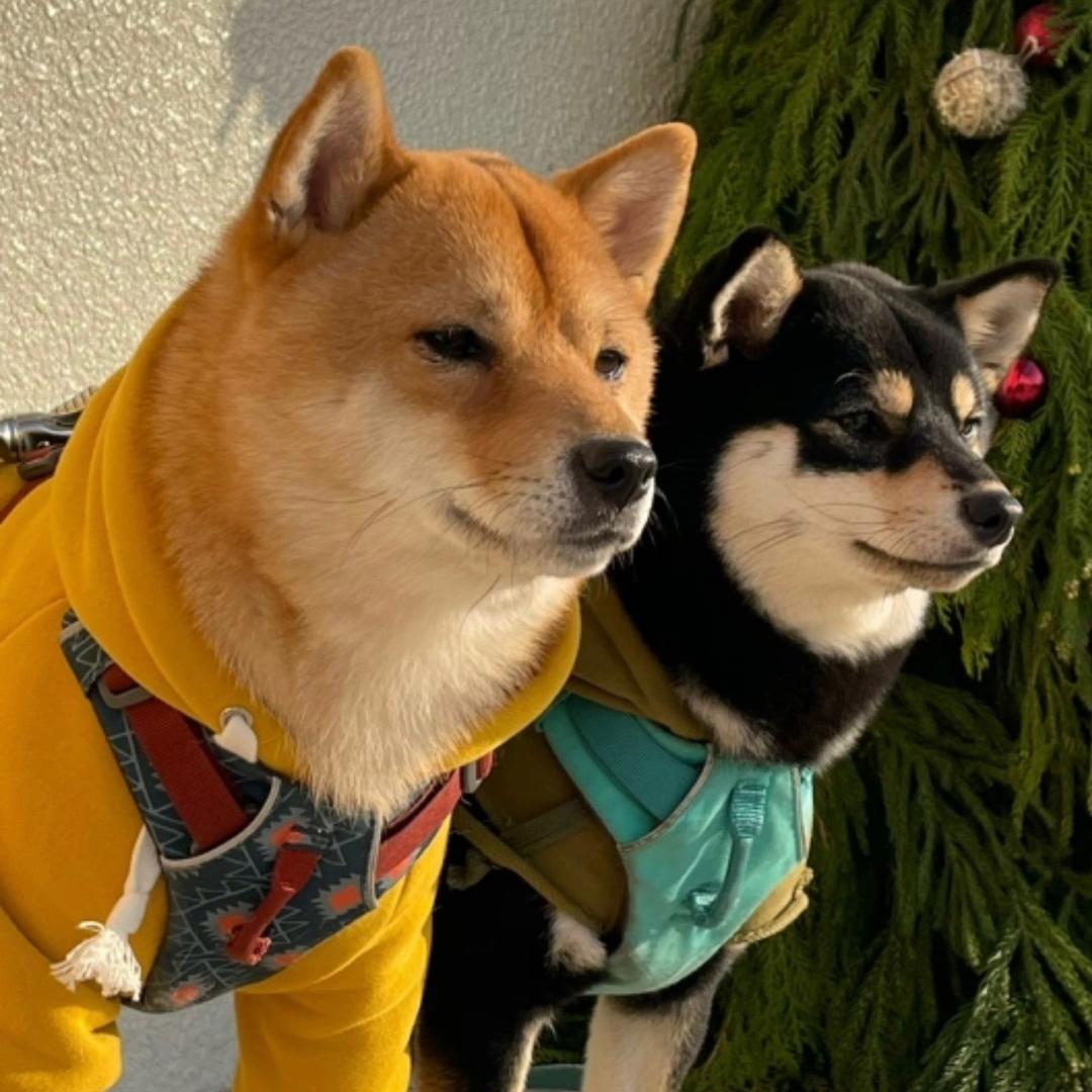 休休的记事本