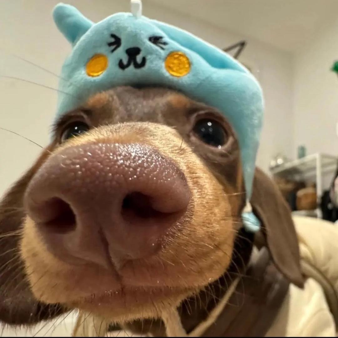ㅤ🐟