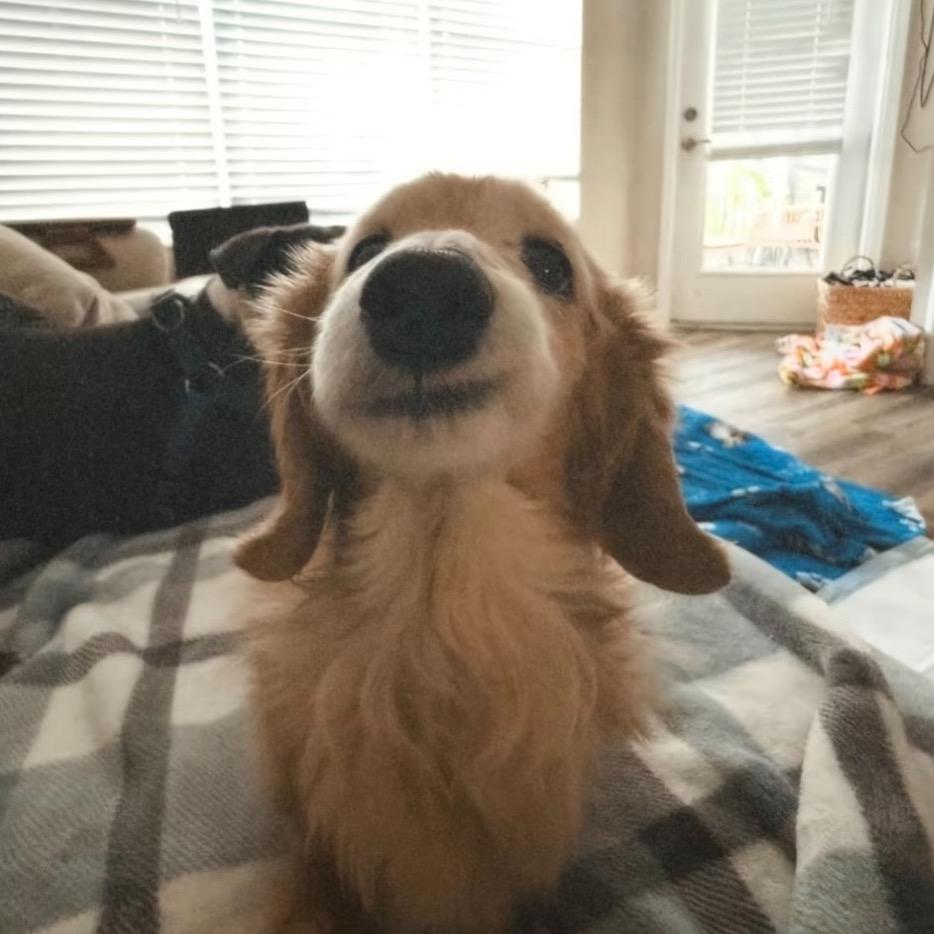 芝士汉堡最好吃