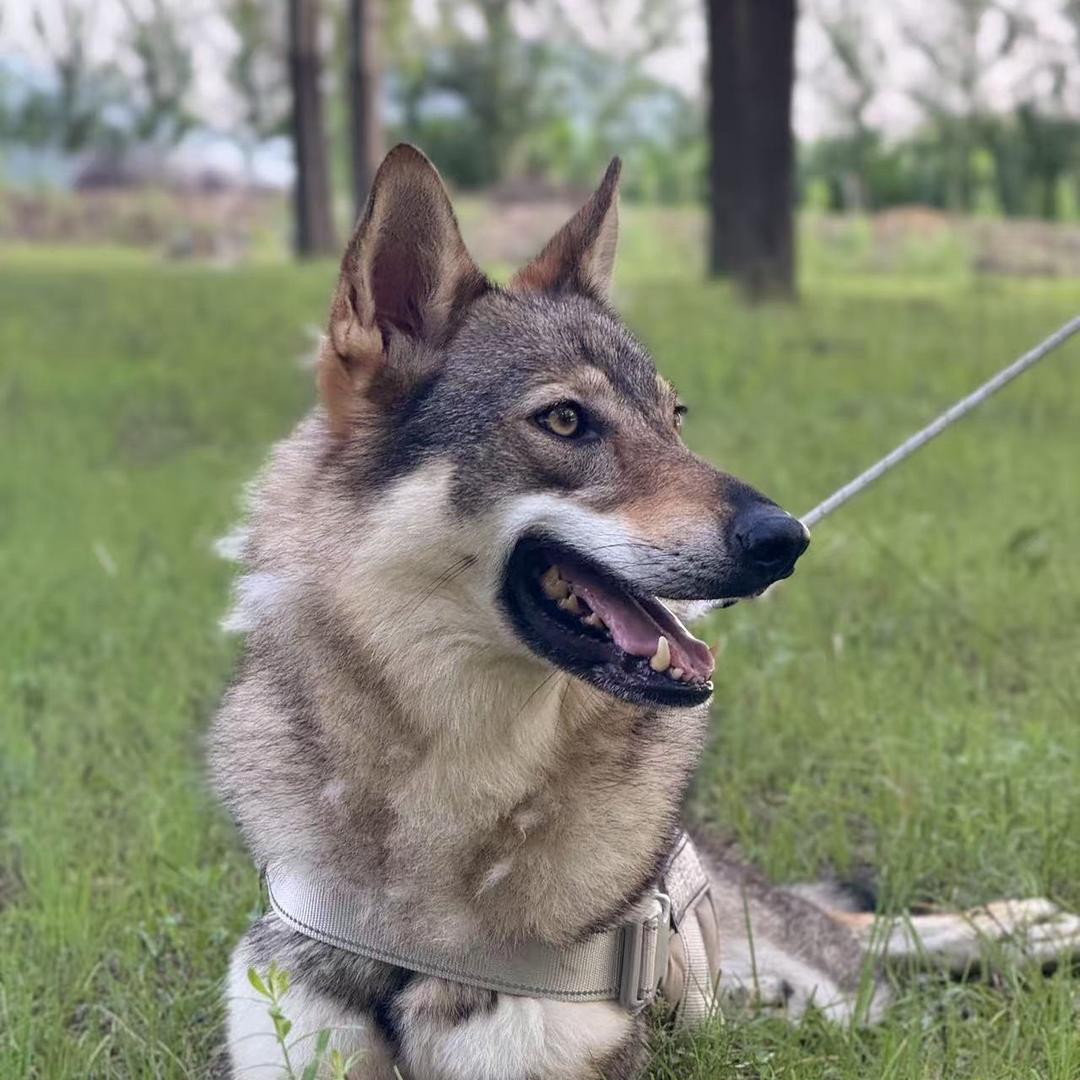 玫瑰是条捷克狼🐶