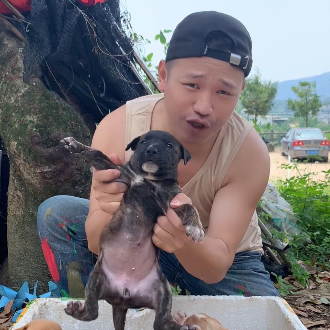 阿乐养狗记