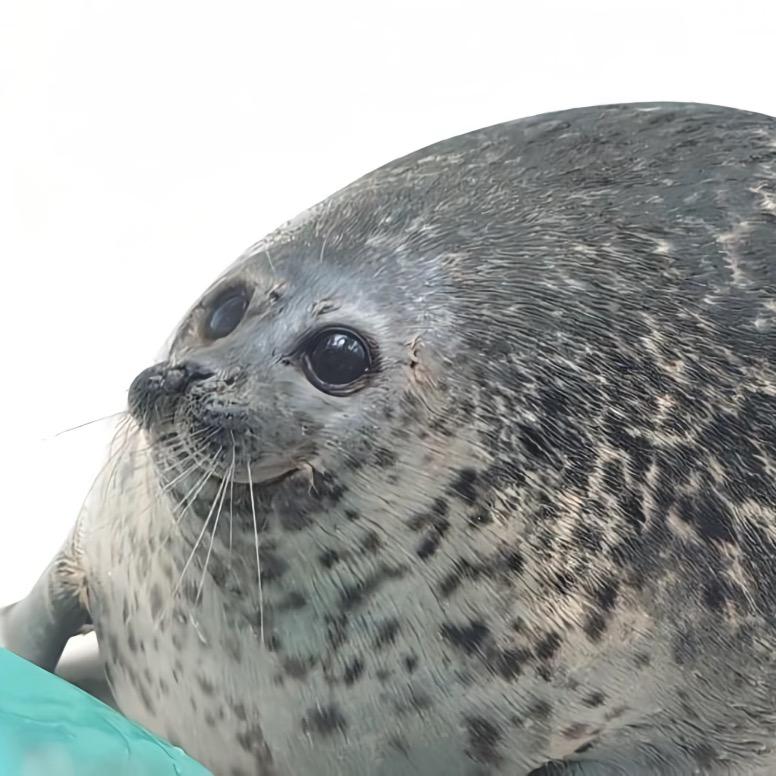 海豹