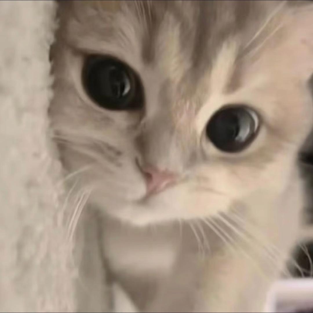 NN小猫病