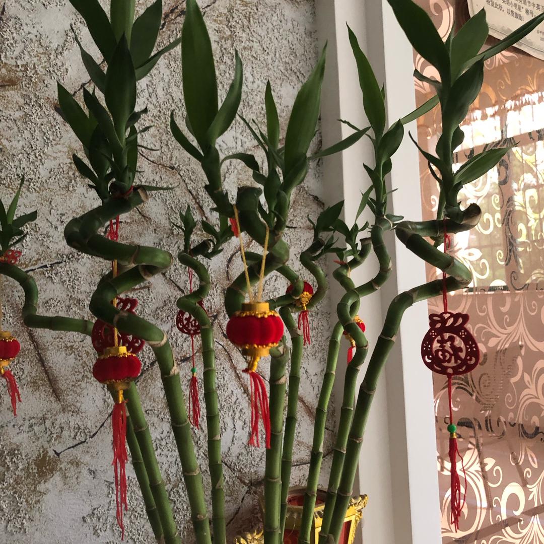 恵芯
