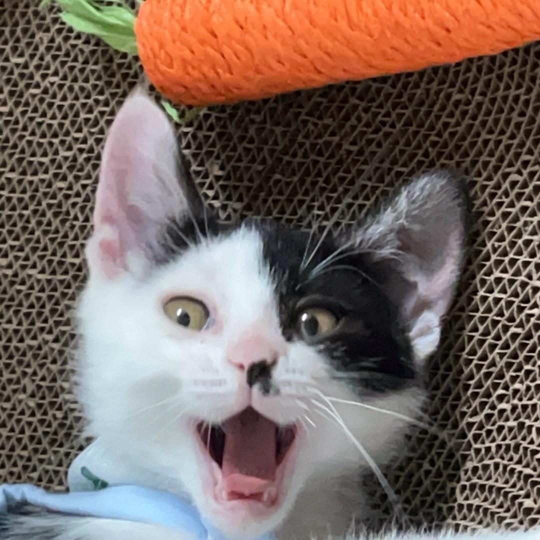 奶牛福宝宝朋友圈