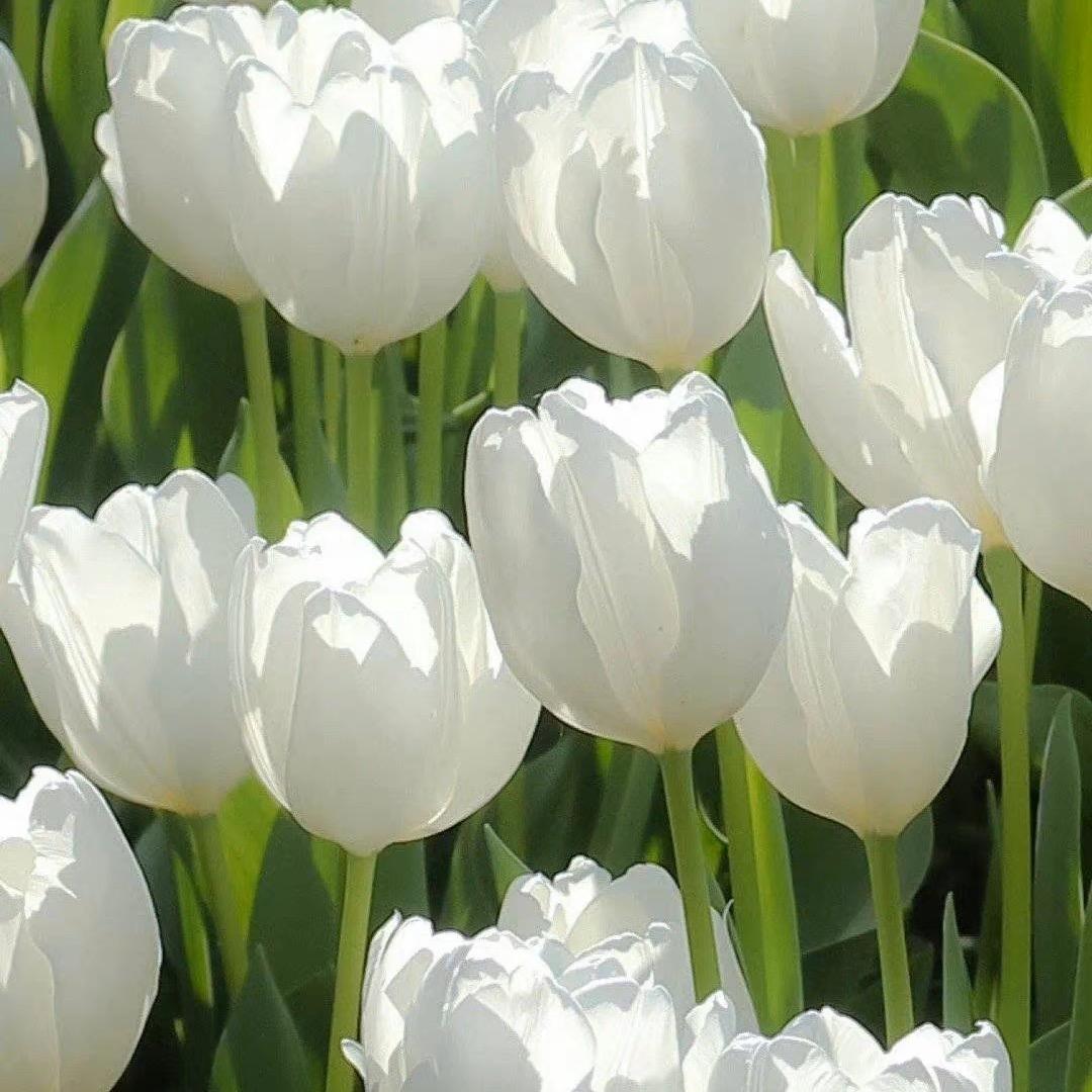 郁金香tulip🌷