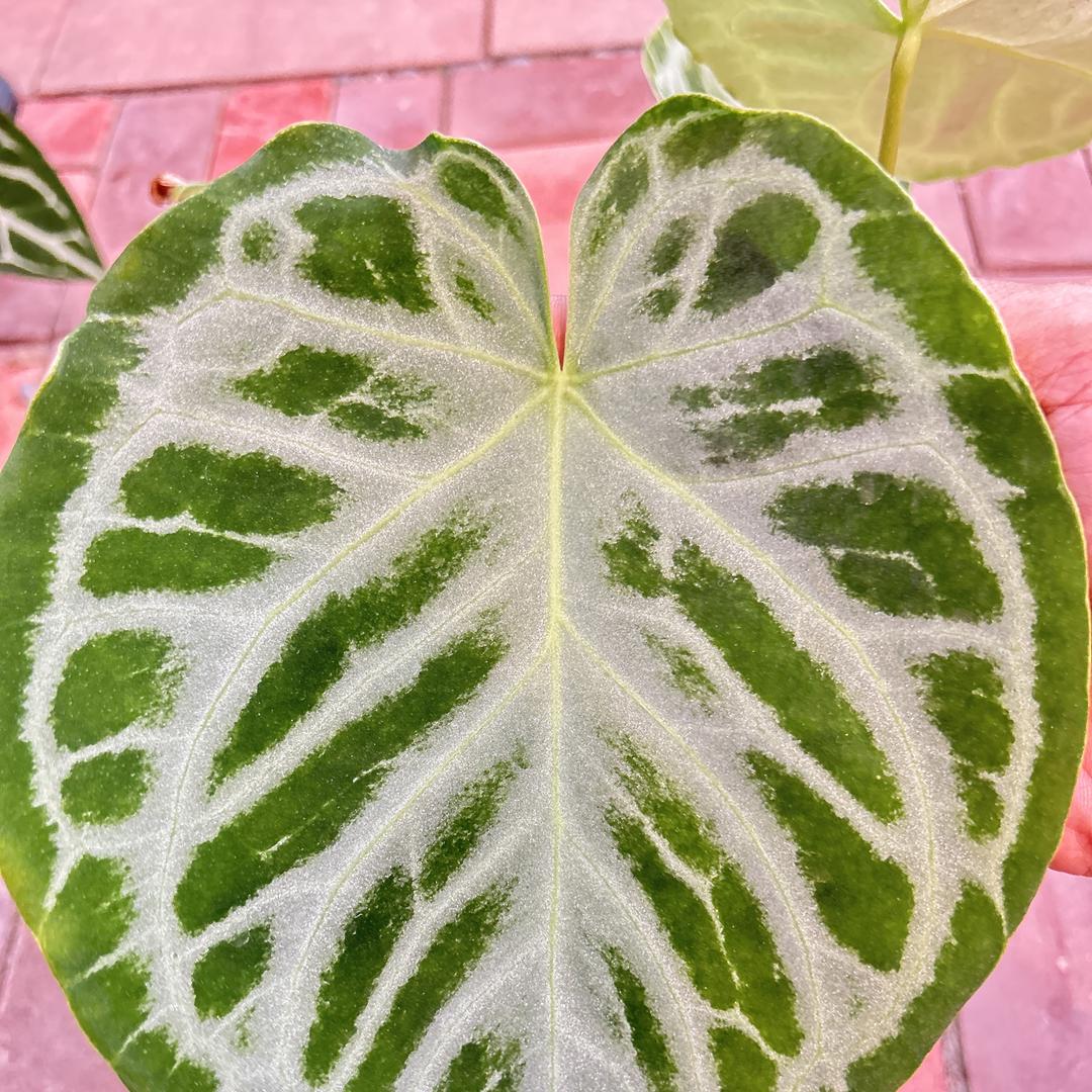 繁锦热植