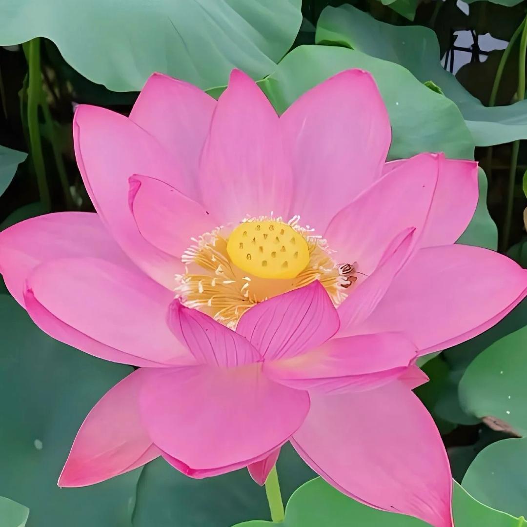 花开富贵红