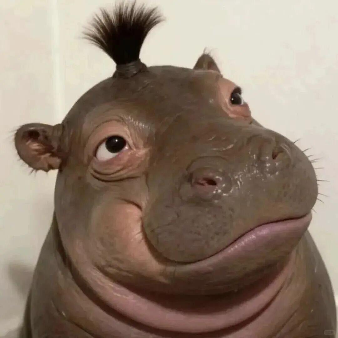 Pigz