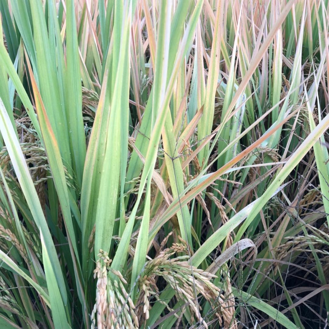 蓠荷