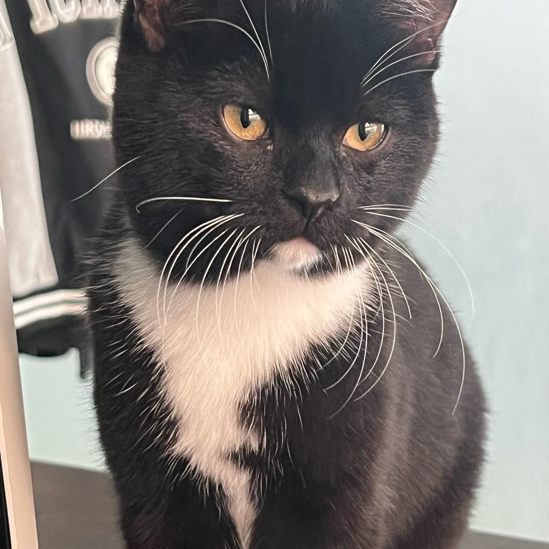 黑猫🐈‍⬛