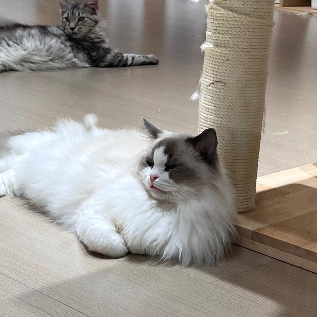 多吃溜溜梅