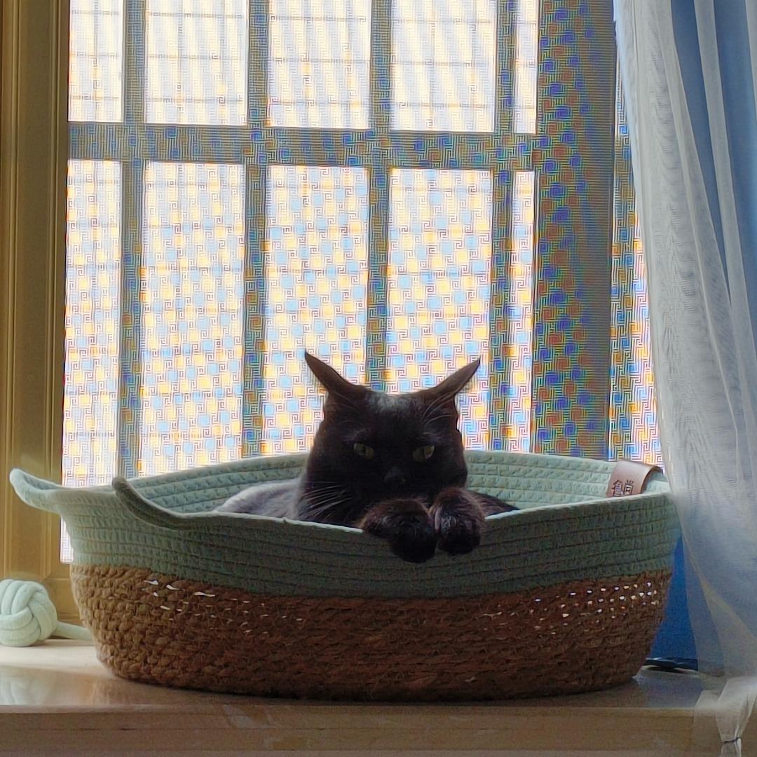 家有小猫初成长