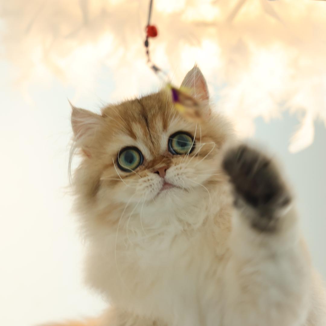 闹闹名猫《卡通版渐层》