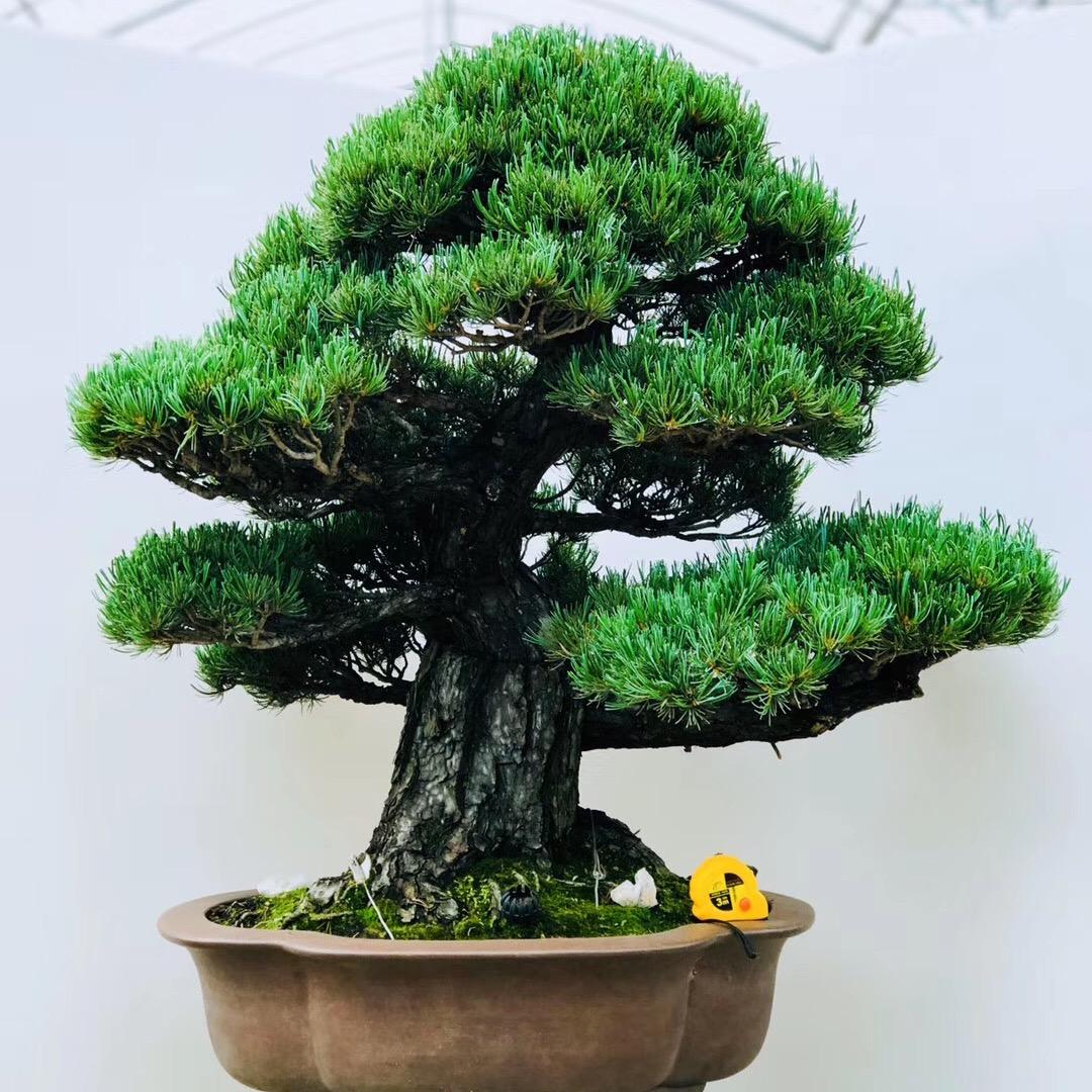 生花小院