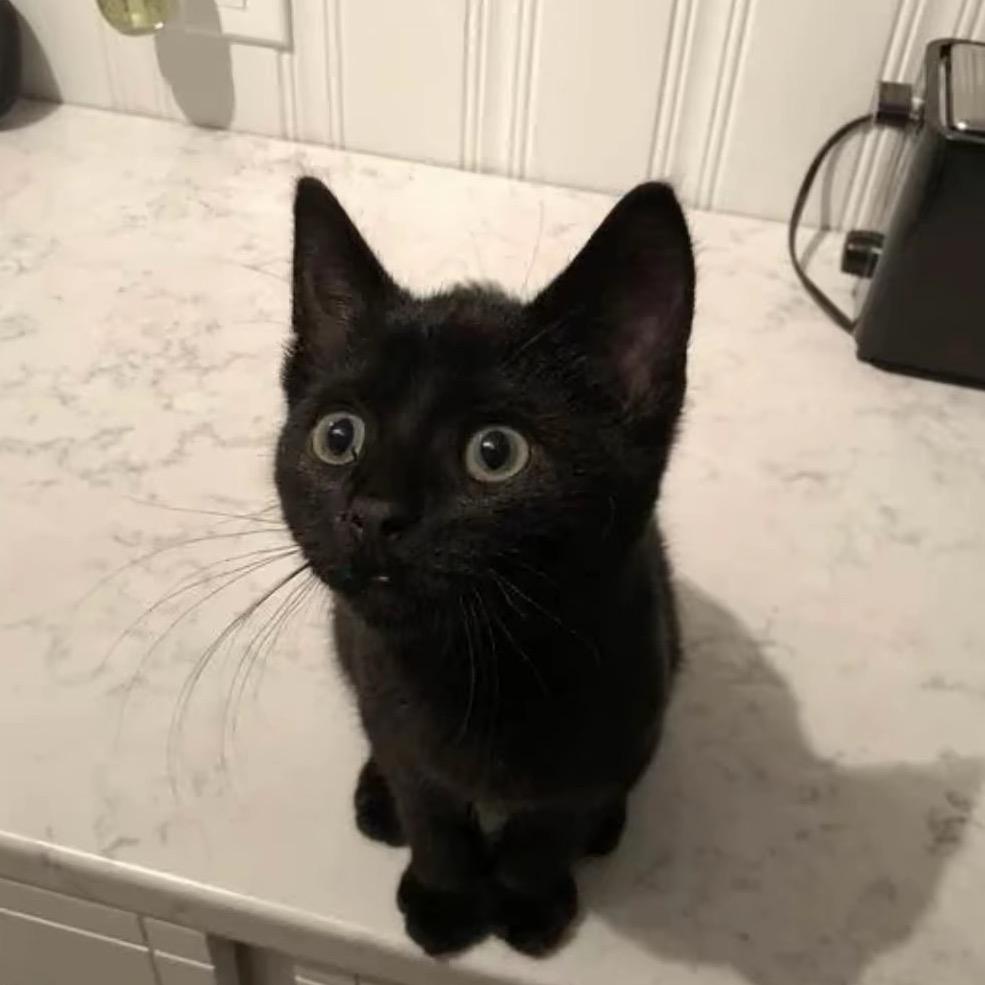 .小猫.