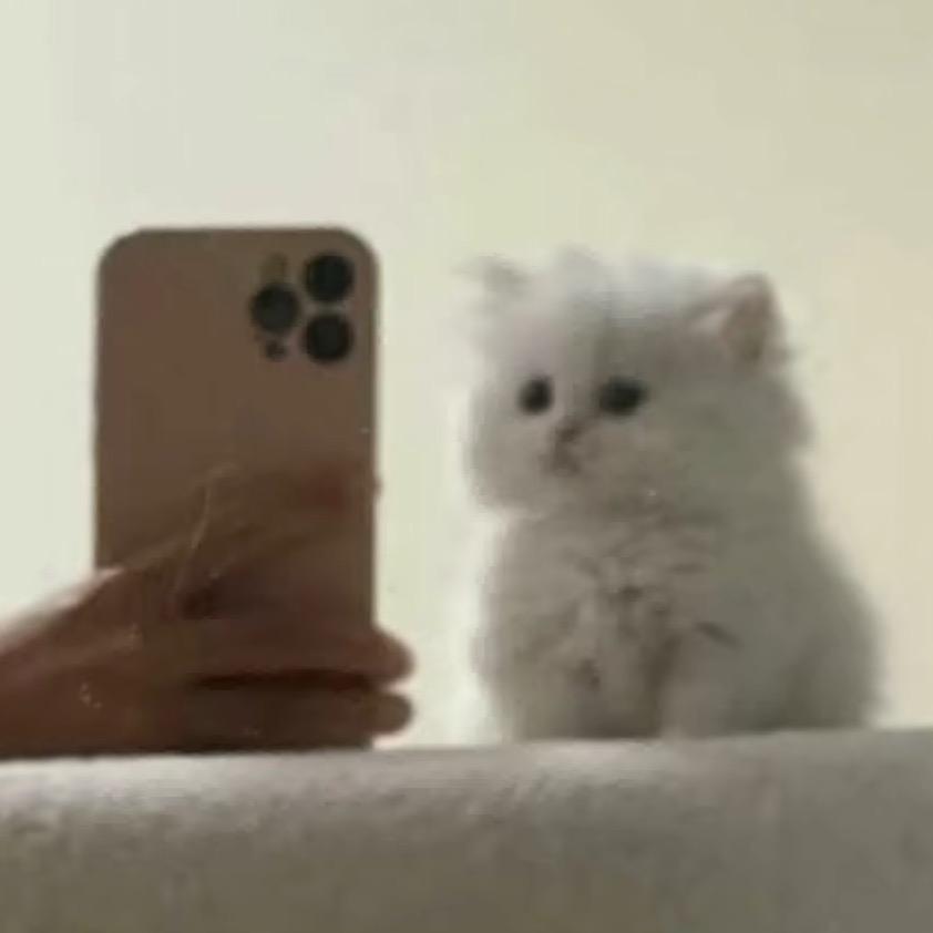 𝒜𝓊𝓇ℴ𝓇𝒶