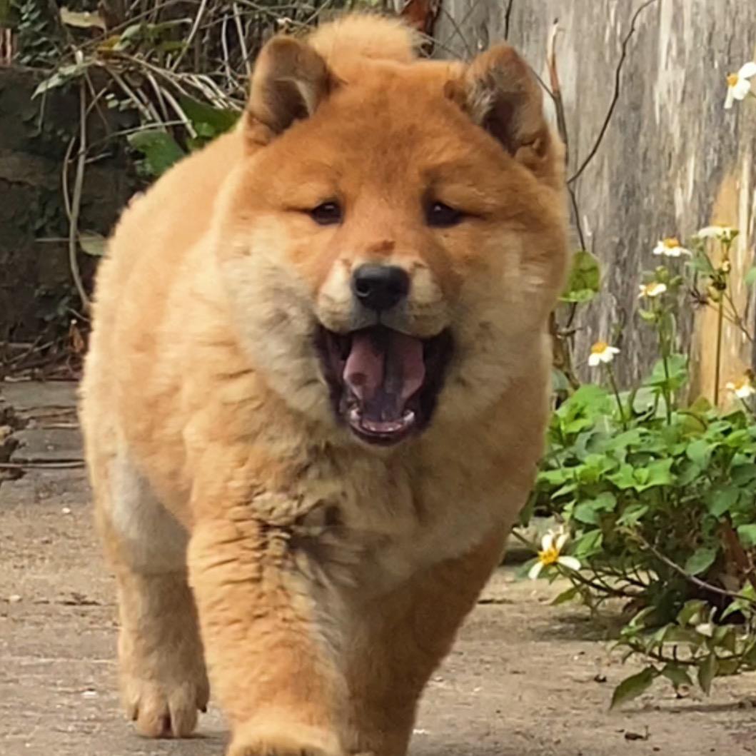 非常田园犬