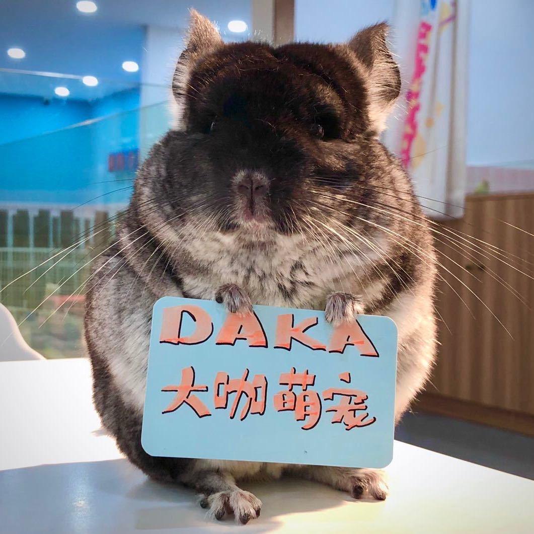 李大咖 萌宠爬宠全国飞