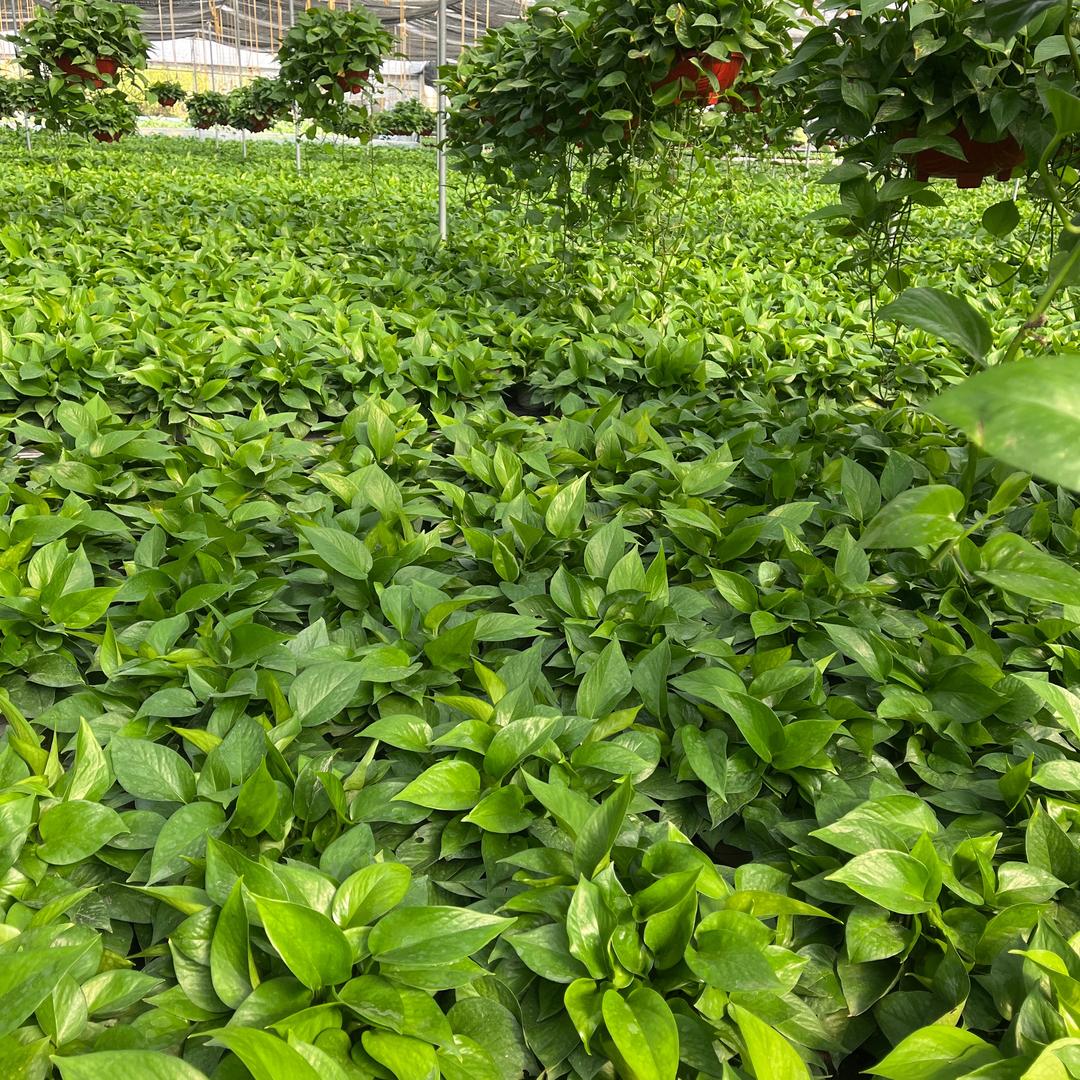 阳光河畔谭姑娘绿植专卖店