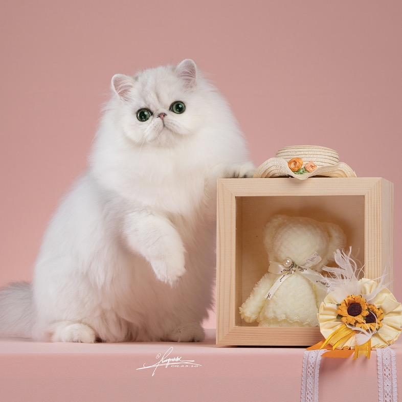 猫之森金吉拉