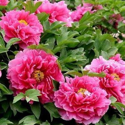 曹州牡丹花卉