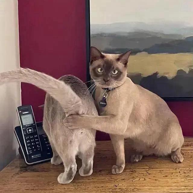 不知道🤷‍♀️