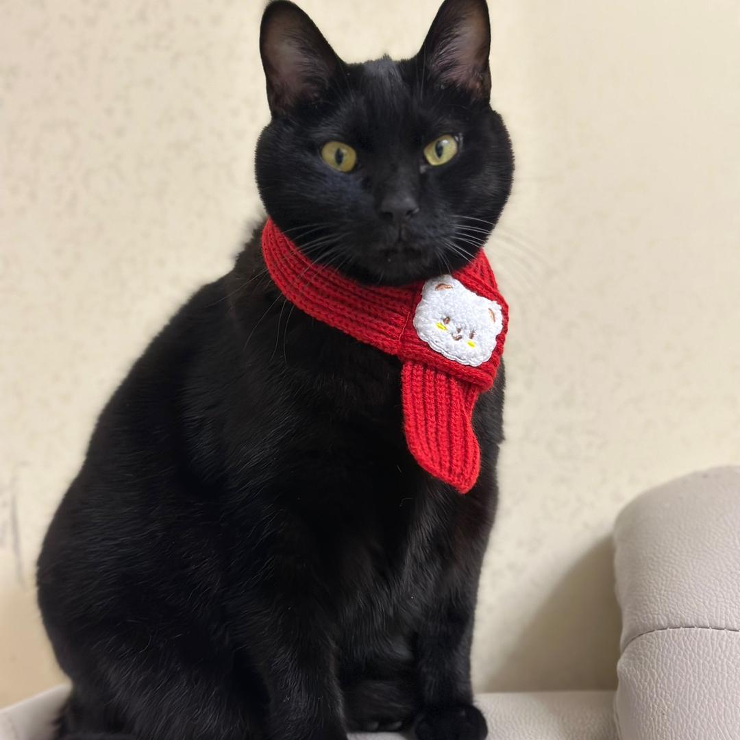 小黑仔是只猫