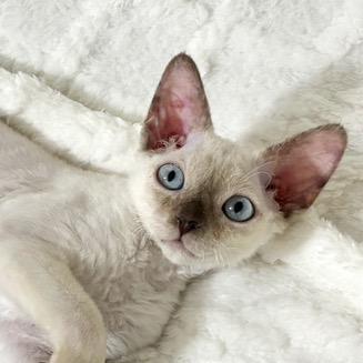 呜啦呜啦棒棒吧